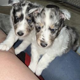 Shetland Sheepdog Puppies from Greener Fields Shelties