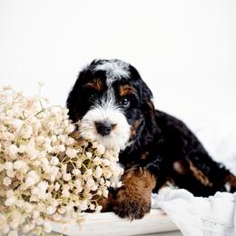 Arbor - Tri-color male Bernedoodle puppy in Athens, Alabama from Brewing Doodles