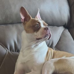 Rip - Boston Terrier