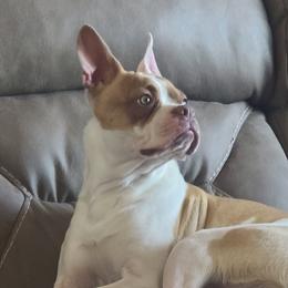 Rip - Boston Terrier