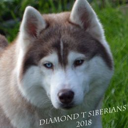 Siberian Husky All Grown Up from Shawna Wells