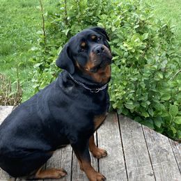 Shiloh - Rottweiler