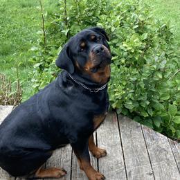 Shiloh - Rottweiler