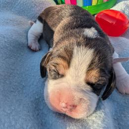 Marigold - Black tan and white female Beagle puppy in Colville, Washington from Rosehaven Homestead