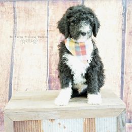 Goldendoodle and Sheepadoodle Puppies from The Farms Precious Doodles
