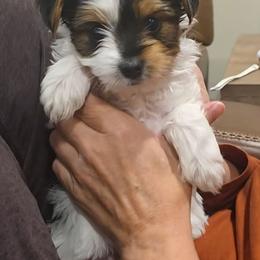 Bodie - Parti male Yorkshire Terrier puppy in San Angelo, Texas from Eleventyseven Yorkies