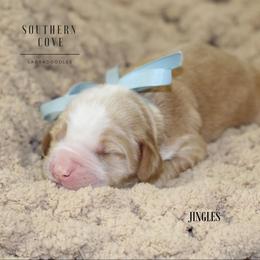 Jingles - Caramel male Australian Labradoodle puppy in Winter Haven, Florida from Southern Cove Labradoodles