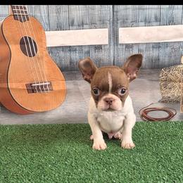 Patches - Seal and white male Boston Terrier puppy in Olanta, South Carolina from Julie's IHeart Boston Terrier's