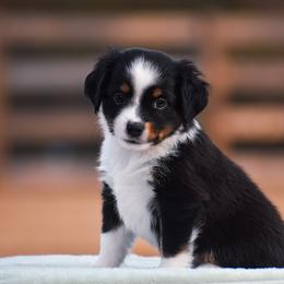Clover - Black tri female Miniature American Shepherd puppy in Chocowinity, North Carolina from Foxtail Hollow