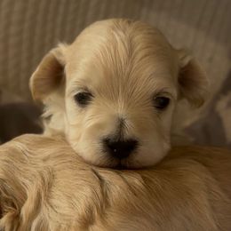 Jinu - Cream male Maltipoo puppy in Lake Ann, Michigan from Riyem Wildflower Farms