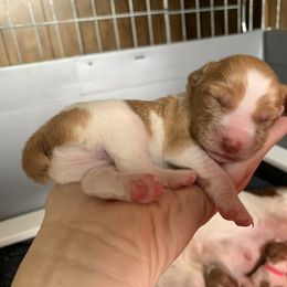 Brittany Puppies from Lakeview Brittanys