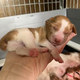 Brittany Puppies from Lakeview Brittanys