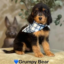 Grumpy Bear- Blue Collar - Phantom male Goldendoodle puppy in Bay City, Texas from Charming Doods Goldendoodles