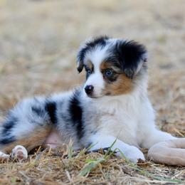 Ellis - Blue merle male Toy Australian Shepherd puppy in Wichita Falls, Texas from Shooting Stars Ranch Toy and Mini Aussies