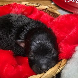 Pepper's Only Human - Black and tan male Pomeranian puppy in Plant City, Florida from Pepper's Pomeranians