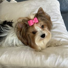Gabbi - Biewer Terrier