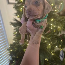 Chip - Dapple male Dachshund puppy in Berry, Alabama from Whisper Gray