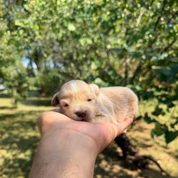 Caramello(Mello) - Wheaten male Miniature Schnauzer puppy in Clover, South Carolina from Bobo’s Babies Kennels