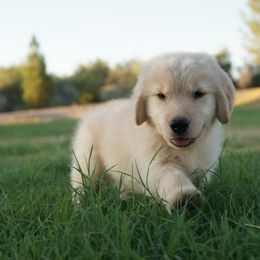 Golden Retriever Puppies from Little Bitta Luck Farms