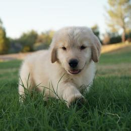 Golden Retriever Puppies from Little Bitta Luck Farms