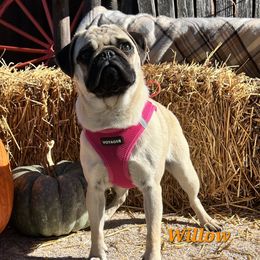 Willow - Pug