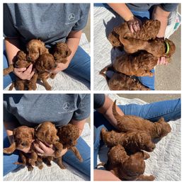 Goldendoodle Puppies from Teddy Doods