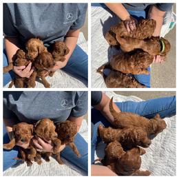 Goldendoodle Puppies from Teddy Doods