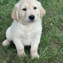 White collar - Light golden male Golden Retriever puppy in Mount Carmel, Tennessee from HS Goldens