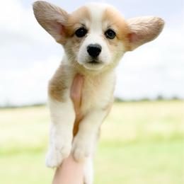 Pink - Katherine Howard (standard) - Red female Pembroke Welsh Corgi puppy in Milan, Georgia from Williams’ Welsh Corgis LLC