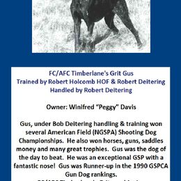 German Shorthaired Pointer All Grown Up from RADBACH KENNELS