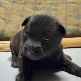 Rook - Black brindle male Dutch Shepherd puppy in Watertown, Connecticut from APACHEK9