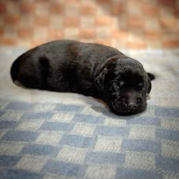 Bullseye - Black male Labrador Retriever puppy in Isle, Minnesota from Dog Ear Outfitters