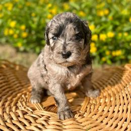 Aussiedoodle, Bordoodle, and Chesapeake Bay Retriever Puppies from Dood B Ranch