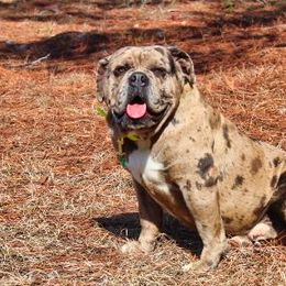Alapaha Blue Blood Bulldog All Grown Up from Chop Top Alapahas