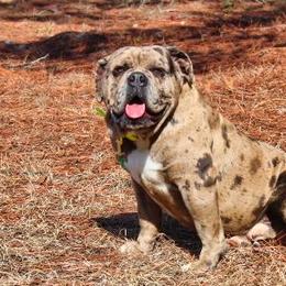 Alapaha Blue Blood Bulldog All Grown Up from Chop Top Alapahas