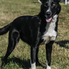 McNabs from Iron Oak Stockdogs