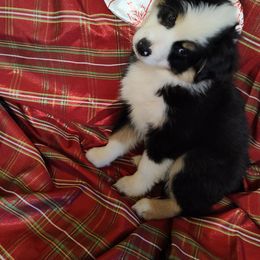 Miniature Australian Shepherd Puppies from Terri's Mini Aussies