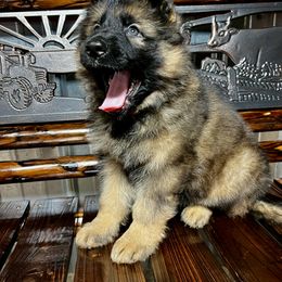 German Shepherd Puppies from Salty Raccoon Ranch German Shepherds