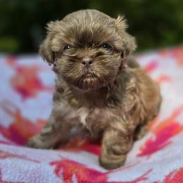Lavender Female - Lilac female Shih Tzu puppy in Oakville, Washington from Garrard Creek Shih Tzus