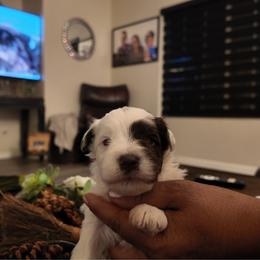Luke - Parti male Miniature Schnauzer puppy in Hemet, California from Feshia's Miniature Schnauzers