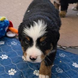 Gemm - Black rust and white female Bernese Mountain Dog puppy in Radcliffe, Iowa from Berner Babies