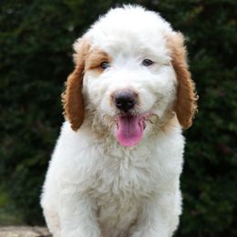 Jelly Roll - Brown and white male Bernedoodle puppy in Folsom, Louisiana from DoodlesFarmCo
