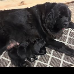 Male 2 - Black male Newfoundland puppy in Burfordville, Missouri from Umfleet Farms