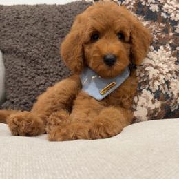 Aspen - Red  male Goldendoodle puppy in Anaheim, California from Cuddle Bear Doodles