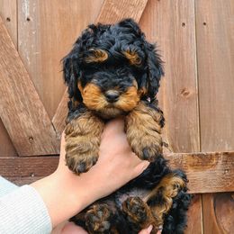 Bernedoodle and Goldendoodle Puppies from Stony Meadow Puppies