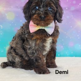 Cockapoo Puppies from Raven Oak's Mini Cockapoos