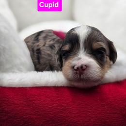 Cupid- Pink collar - Blue merle female Bernedoodle puppy in Summerville, South Carolina from Channys Doodles