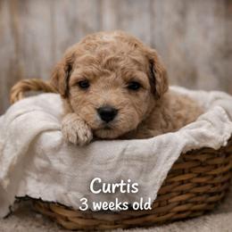 Curtis - Apricot male Goldendoodle puppy in Hendersonville, Tennessee from Ben's Best Buddy Goldendoodles