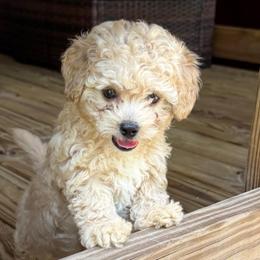 Kai - Apricot male Goldendoodle puppy in Wiggins, Mississippi from Hall Family Doodle Ranch