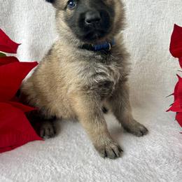 German Shepherd Puppies from Scenic City Shepherds